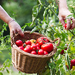 Production vegetale